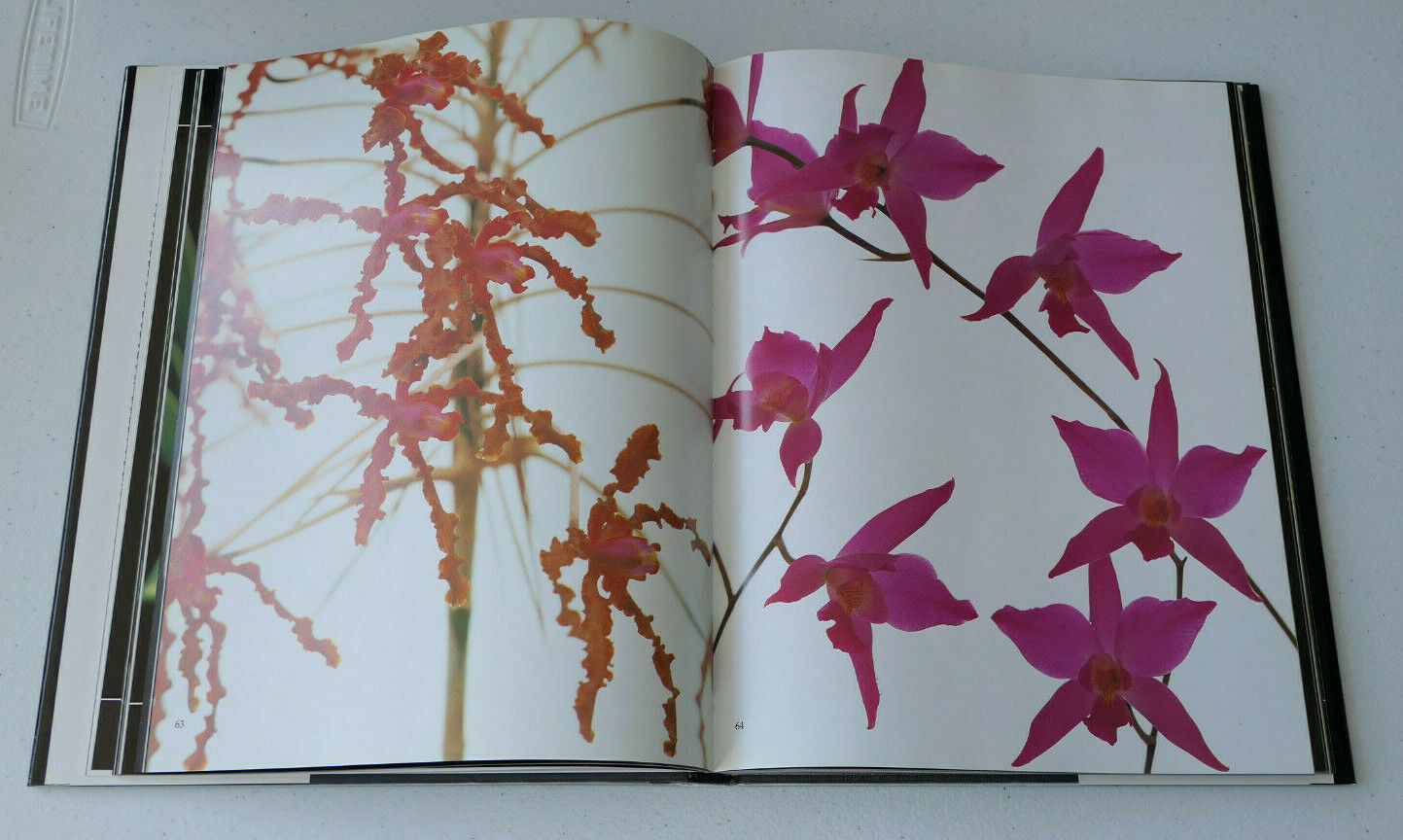 ORCHIDEES DEMONS ET MERVEILLES / TAKASHI KIJIMA / 1988
