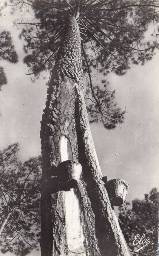 CPSM BLACK &amp; WHITE POSTCARD / LA LANDE HARVESTING RESIN IN POTS