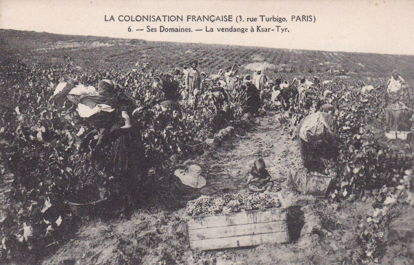 CARTE POSTALE ANCIENNE CPA / LA COLONISATION FRANCAISE LA VENDANGE A KSAR-TYR