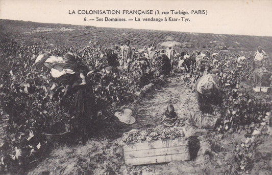 CARTE POSTALE ANCIENNE CPA / LA COLONISATION FRANCAISE LA VENDANGE A KSAR-TYR