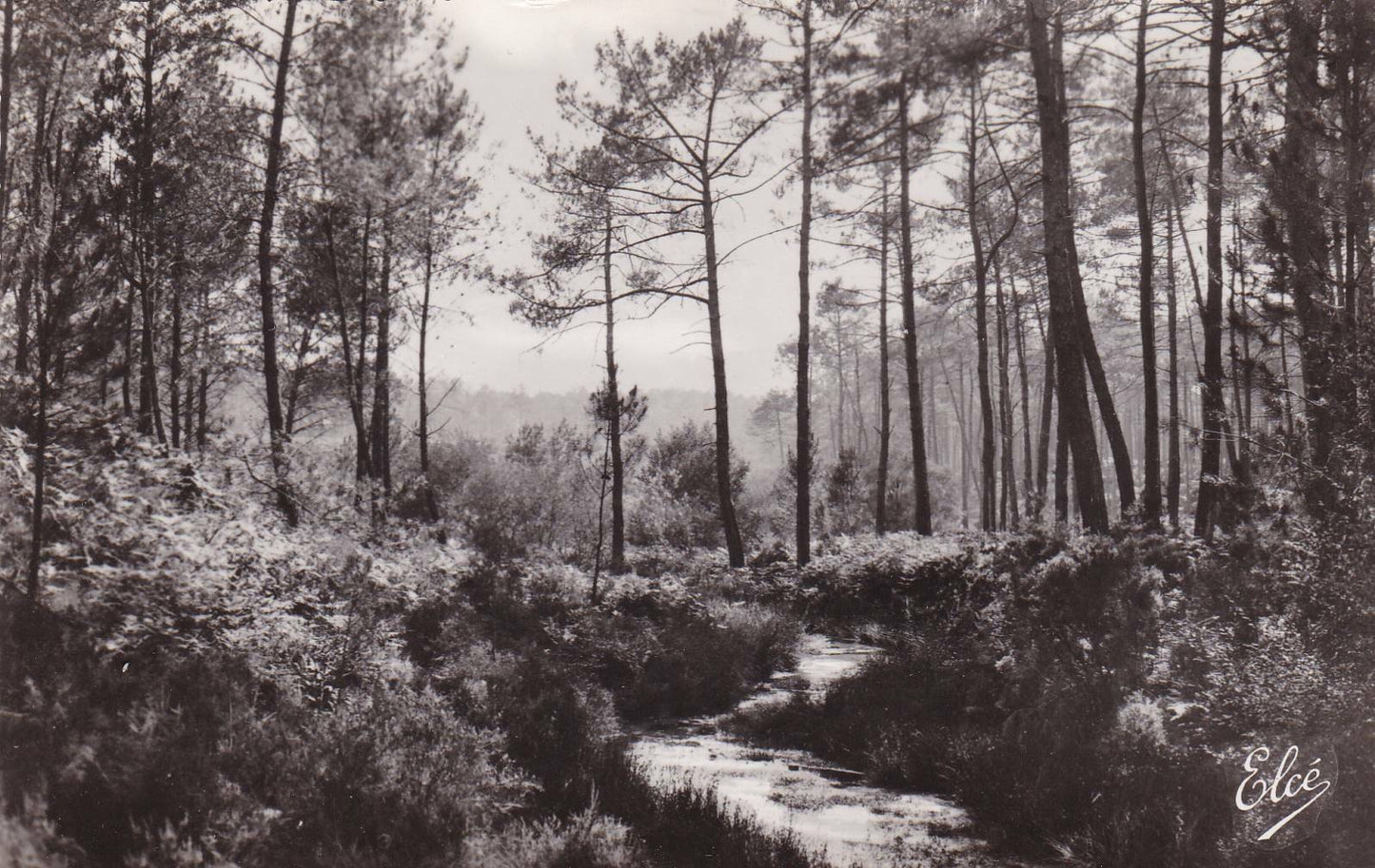 CPSM BLACK &amp; WHITE POSTCARD / THE MOORLAND THE STREAM IN THE FOREST