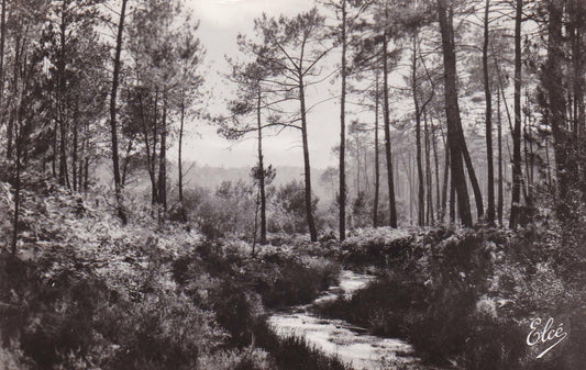 CPSM BLACK &amp; WHITE POSTCARD / THE MOORLAND THE STREAM IN THE FOREST