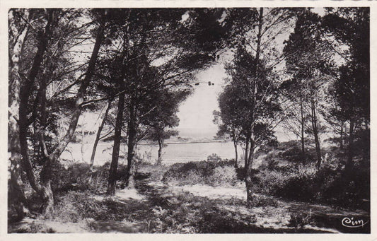 CARTE POSTALE CPSM NOIR & BLANC / ILE DE PORQUEROLLES SOUS-BOIS