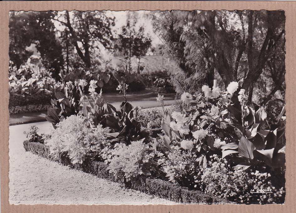 CARTE POSTALE CPSM NOIR & BLANC / DIJON JARDIN ARQUEBUSE (1955)