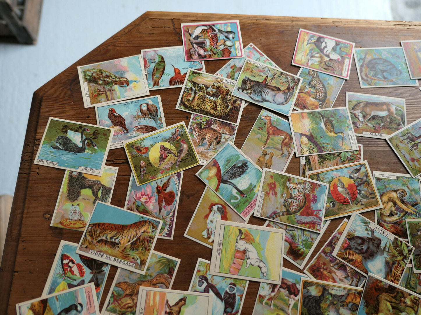 ANCIENNE IMAGE D'ECOLE SCOLAIRE LIBRAIRIE DELAGRAVE ANIMAUX LOT BOITE 96 CHROMOS
