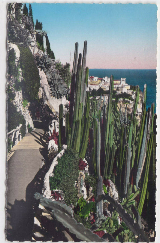 CARTE POSTALE CPSM PRINCIPAUTE DE MONACO JARDIN EXOTIQUE ROCHER AGAVES