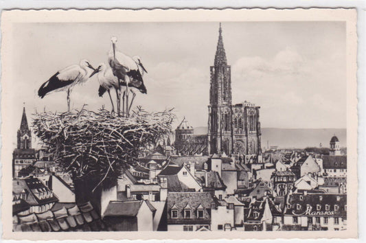 BLACK &amp; WHITE POSTCARD CPSM STRASBOURG GENERAL VIEW AND STORK'S NEST 