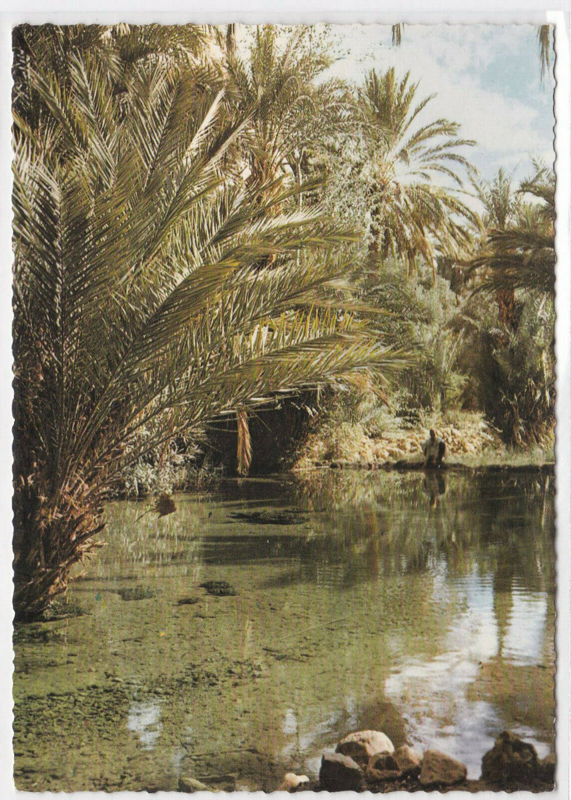 COLOR POSTCARD CPSM MOROCCO PICTURESQUE TINERHIR SOURCE OF SACRED FISH 
