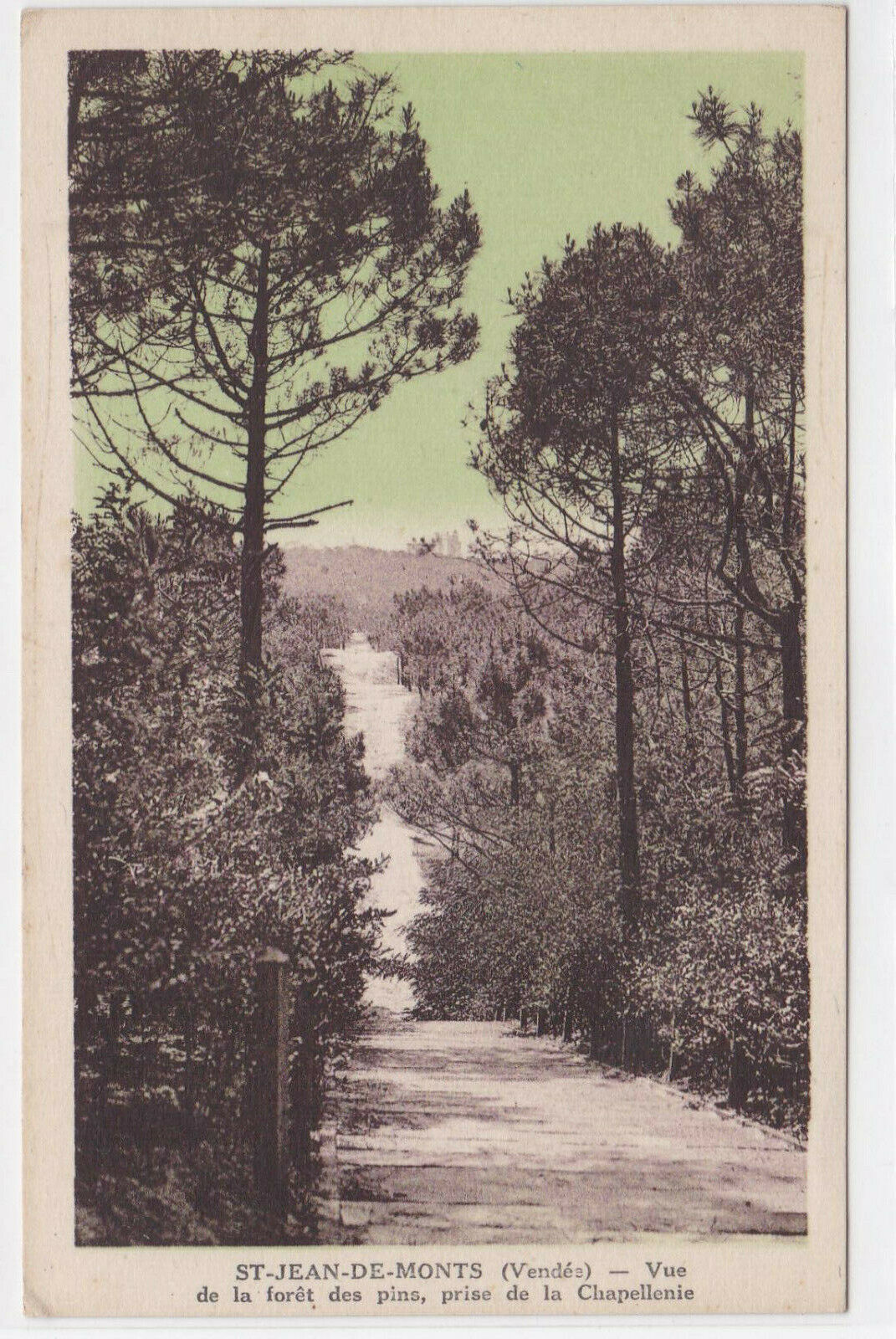 OLD POSTCARD CPA ST-JEAN-DE-MONTS VIEW OF THE PINE FOREST VENDEE 