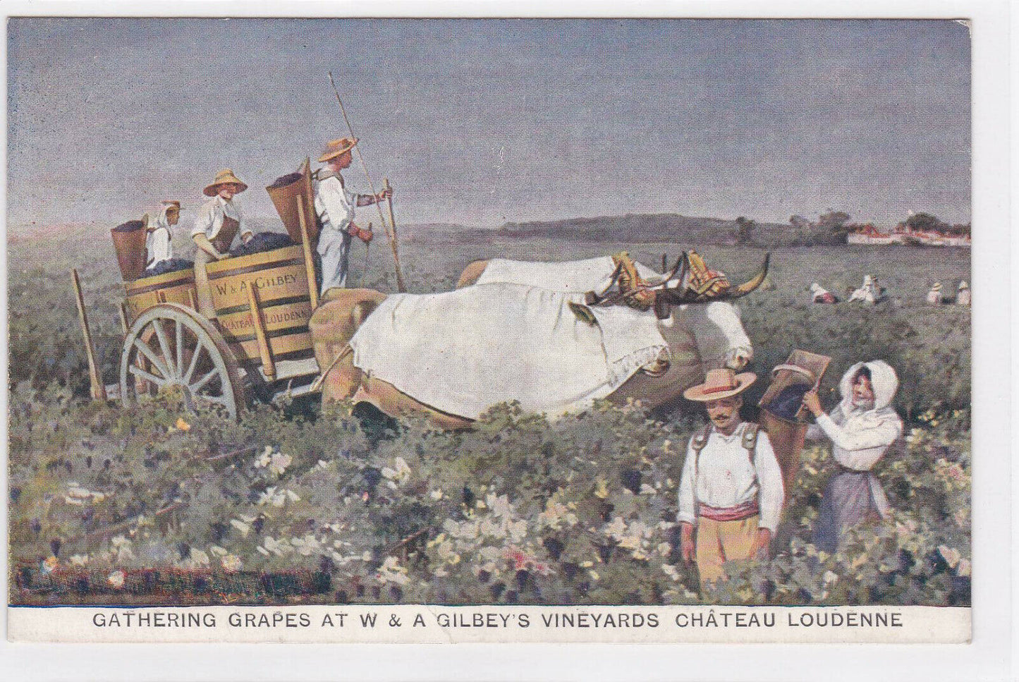 CARTE PUBLICITAIRE GILBEY'S VINEYARD CHATEAU LOUDENNE MEDOC 1908 WINE