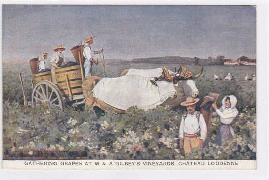 CARTE PUBLICITAIRE GILBEY'S VINEYARD CHATEAU LOUDENNE MEDOC 1908 WINE