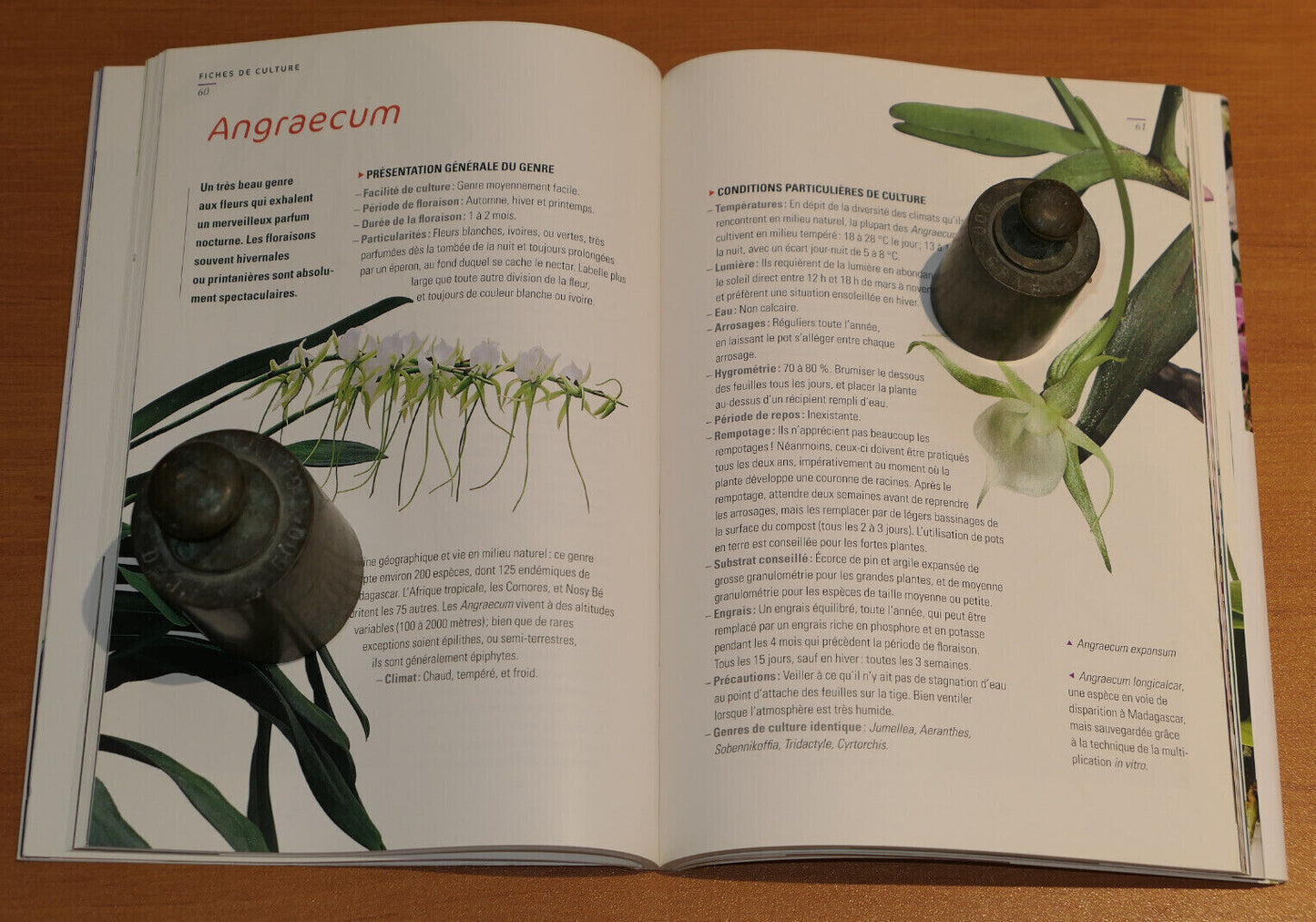ORCHIDEES COMMENT LES CULTIVER ET LES FAIRE FLEURIR FACILEMENT / 2009
