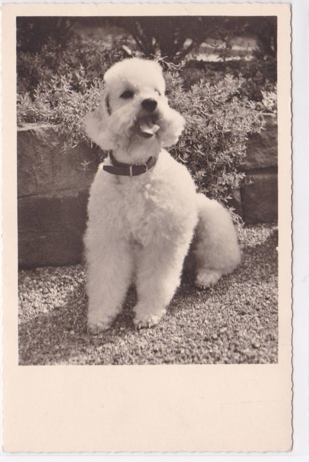 CARTE POSTALE CPSM ANIMAUX CHIEN CANICHE