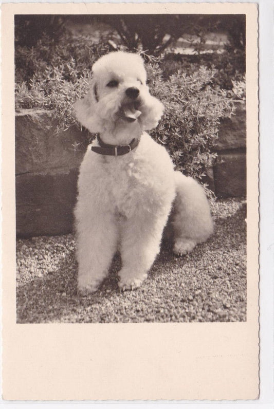 CPSM POSTCARD ANIMALS DOG POODLE 