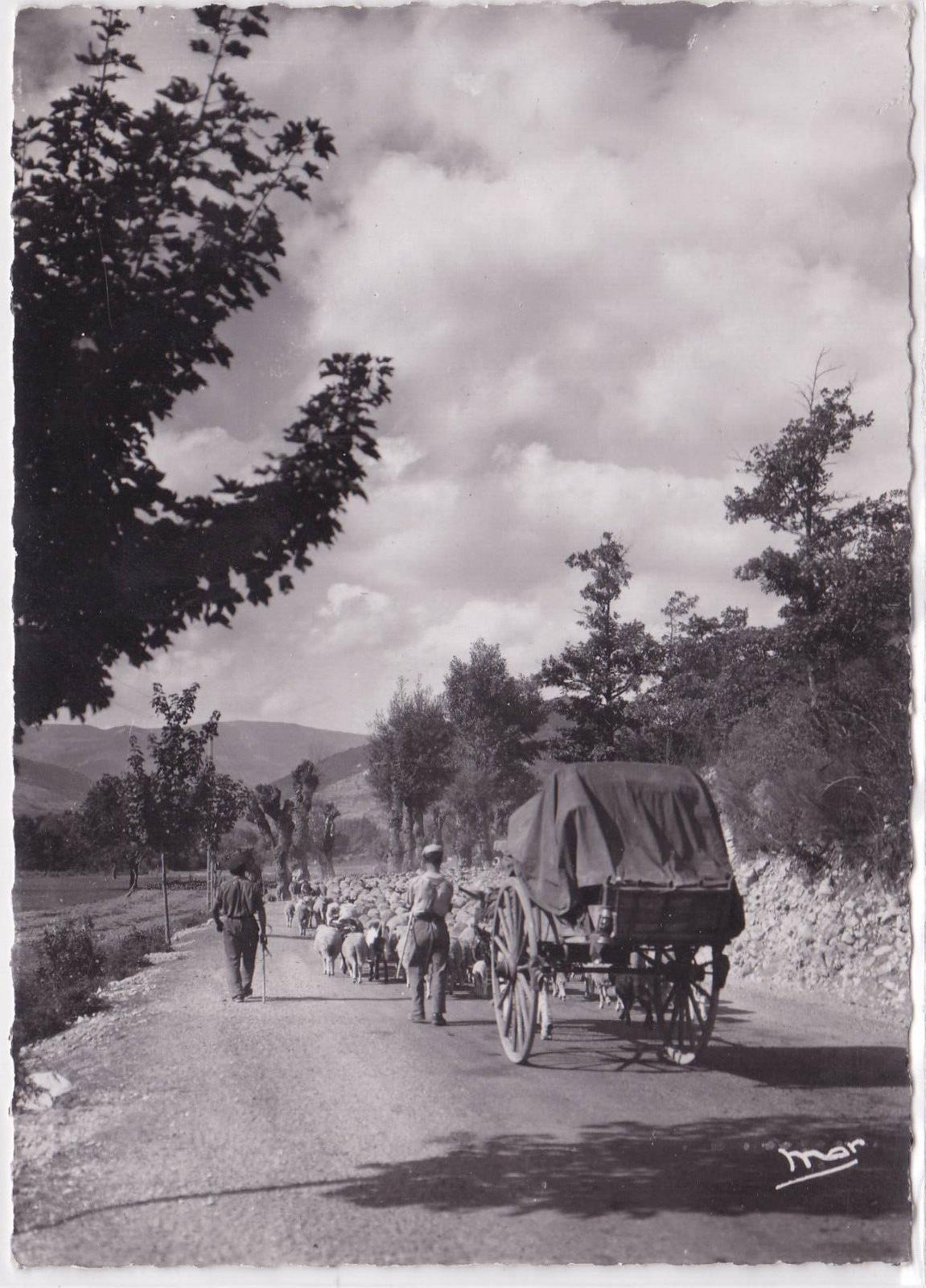 CARTE POSTALE CPSM LA TRANSHUMANCE TROUPEAU ELEVAGE MOUTONS