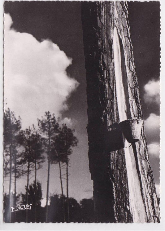 CPSM POSTCARD FACE OF THE MOORS SUNSET 
