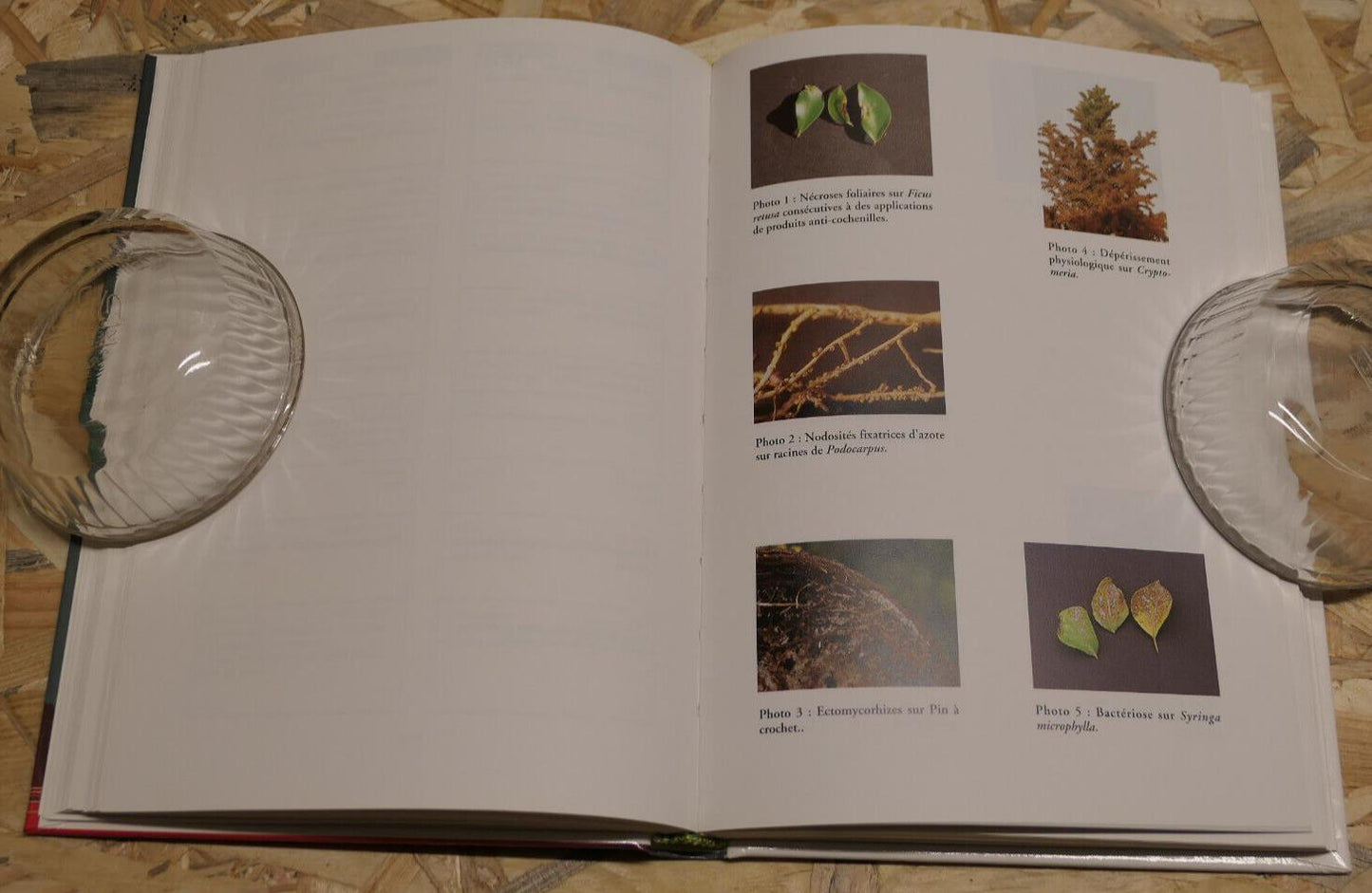 VOS BONSAI EN PLEINE FORME SANTE MALADIES PARASITES TRAITEMENTS MANUEL PRATIQUE