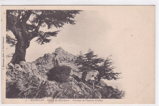 Carte Postale Ancienne CPA Algérie - Michelet - Cèdres Du Djurdjura - Sommet De