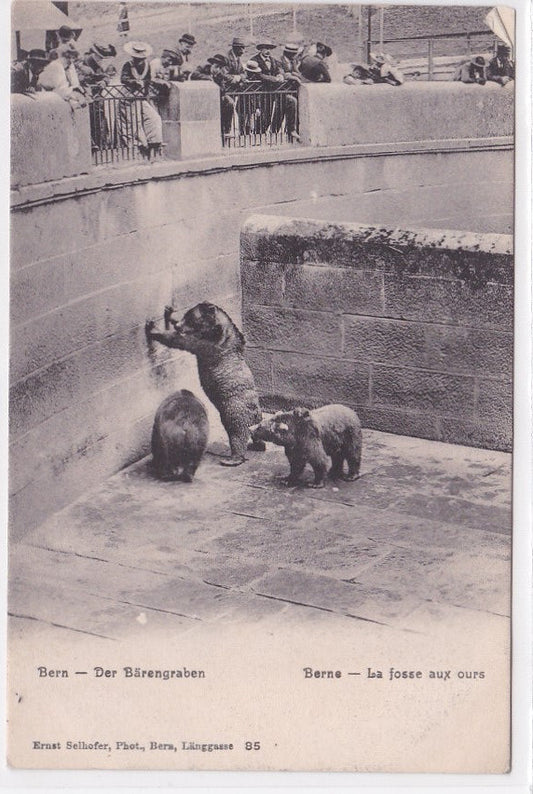 Old Postcard CPA Switzerland - Bern - The Bear Pit