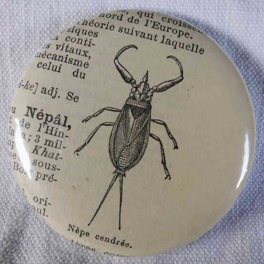 Nèpe Cendrée - Badge Encyclopédique Original - Gravure Ancienne