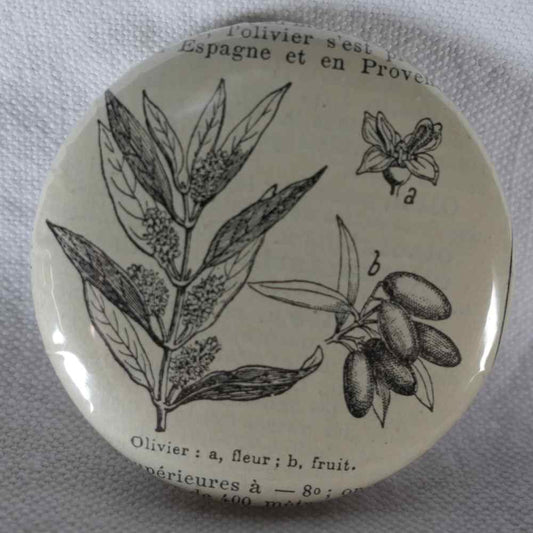Olivier - Badge Encyclopédique Original - Ancienne Gravure
