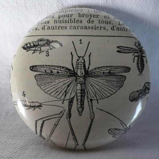 Type D'Orthoptère Criquet - Badge Encyclopédique Original - Ancienne Gravure