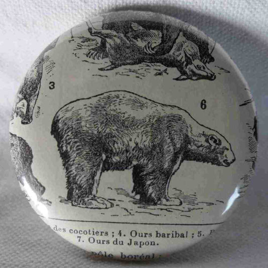 Bear - Original Encyclopedic Badge - Antique Engraving