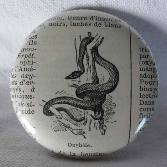 Oxybèle - Badge Encyclopédique Original - Ancienne Gravure