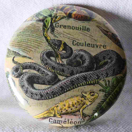 Couleuvre - Badge Encyclopédique Original - Ancienne Gravure