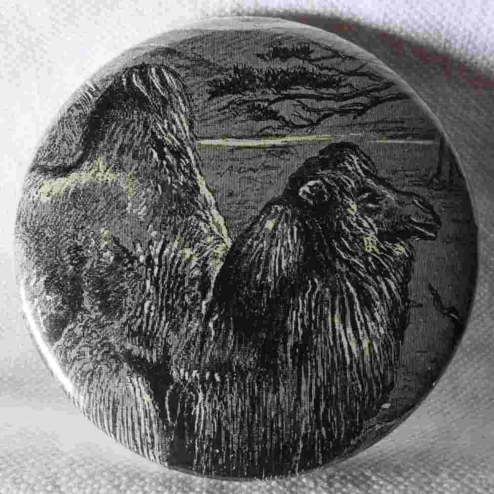 Chameau - Badge Encyclopédique Original - Ancienne Gravure