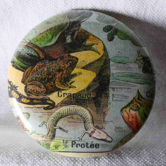 Crapaud - Badge Encyclopédique Original - Ancienne Gravure
