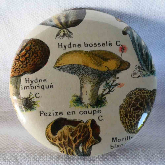 Hydne Bosselé - Badge Encyclopédique Original - Ancienne Gravure