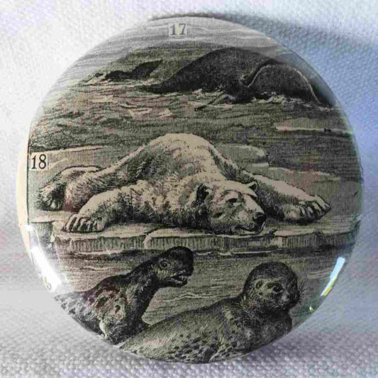 Ours Blanc - Badge Encyclopédique Original - Ancienne Gravure