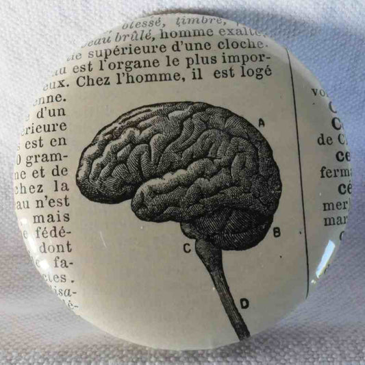Cerveau - Badge Encyclopédique Original - Ancienne Gravure