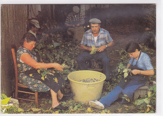 Carte Postale CPM La Récolte Des Haricots - Mojhettes - Poitou