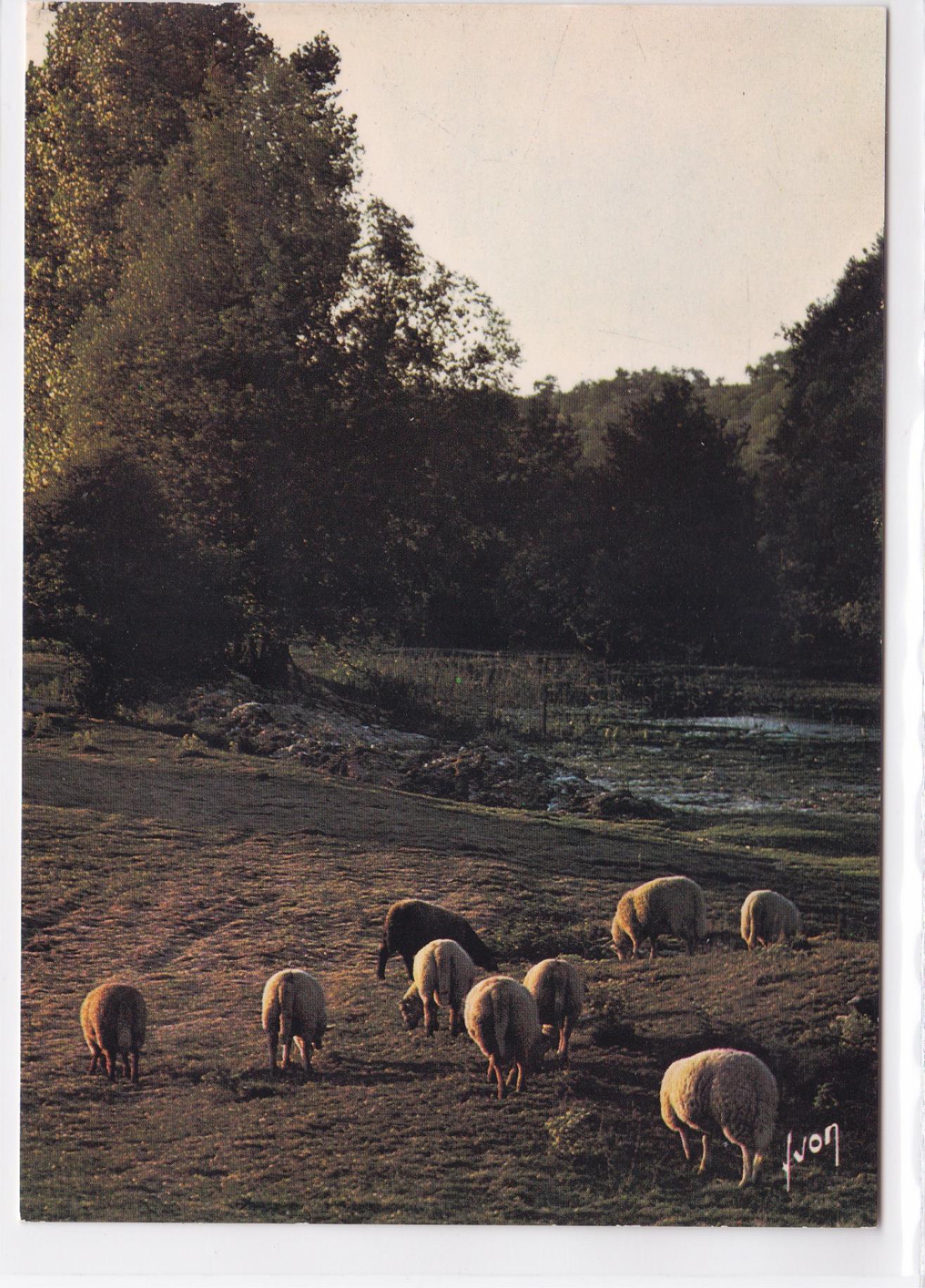 Carte Postale CPM Moutons - La Nuit Tombe Lentement Sur Le Troupeau