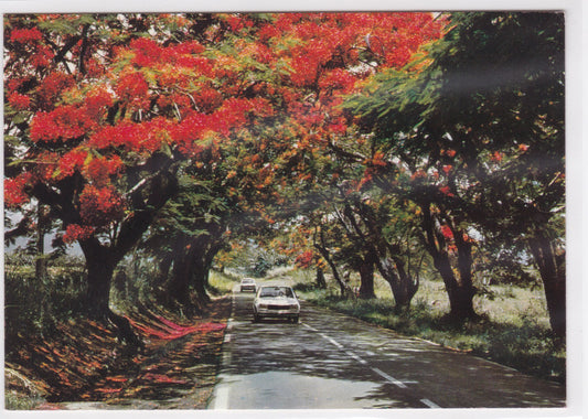Carte Postale CPM Guadeloupe - À L'Ombre Des Flamboyants