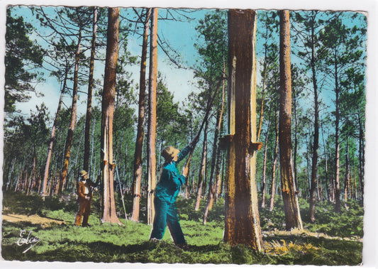 Carte Postale CPSM La Lande - Dans La Forêt - Les Résiniers Au Travail