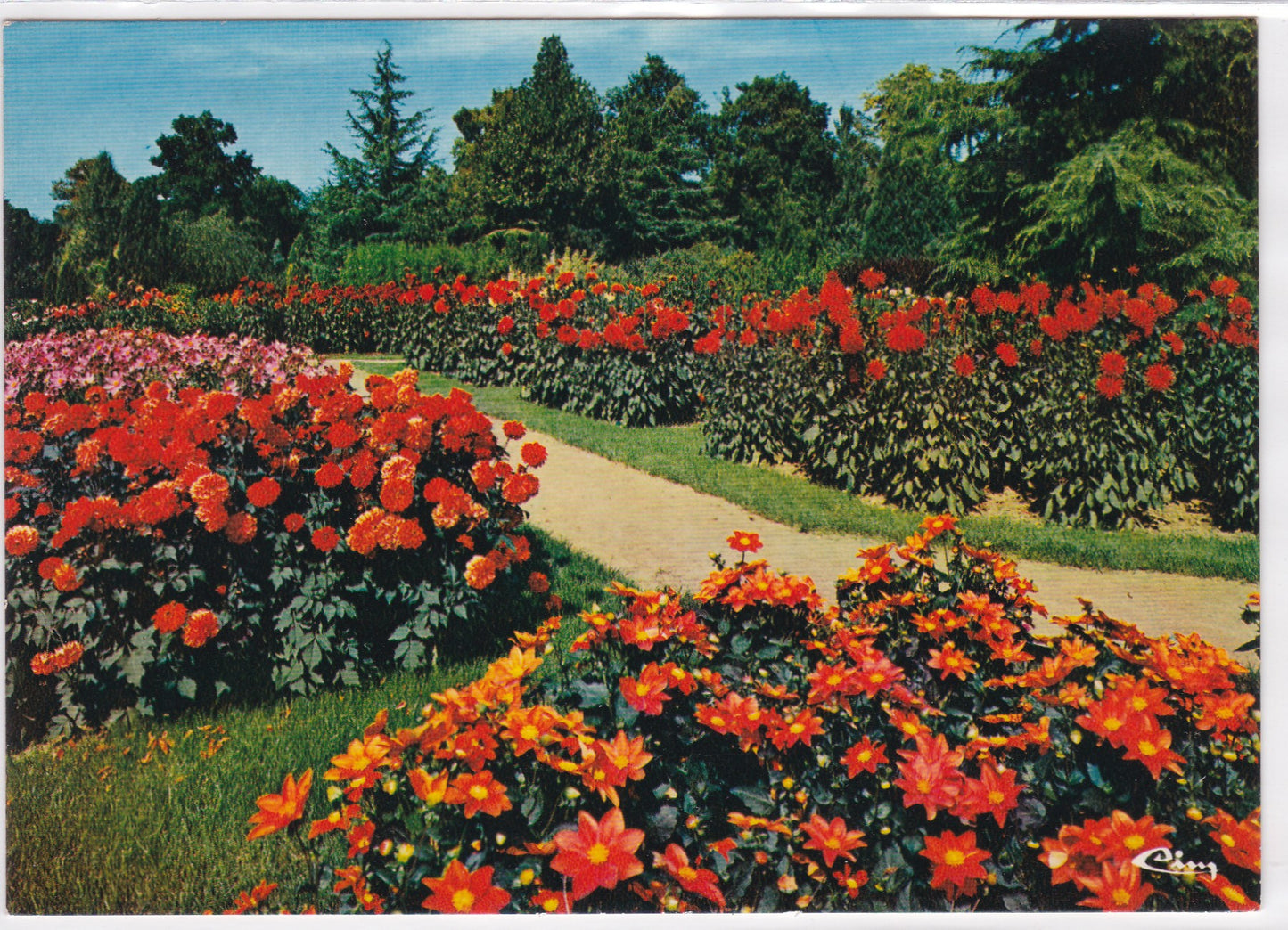 Carte Postale CPM 45 Parc Floral De La Source À Orléans - Les Dalhias